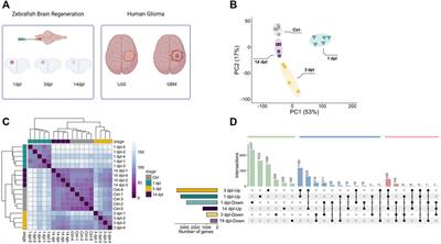 Brain Regeneration Resembles Brain Cancer at Its Early Wound Healing Stage and Diverges From Cancer Later at Its Proliferation and Differentiation Stages